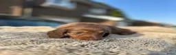 Miniature Dachshund dogs for sale: ✨KC PRA CLEAR miniature longhair dachshund  - Advert 21