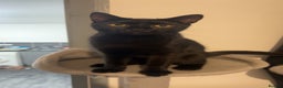 Domestic Shorthair cats for sale: Domestic shorthaired kittens - Advert 2