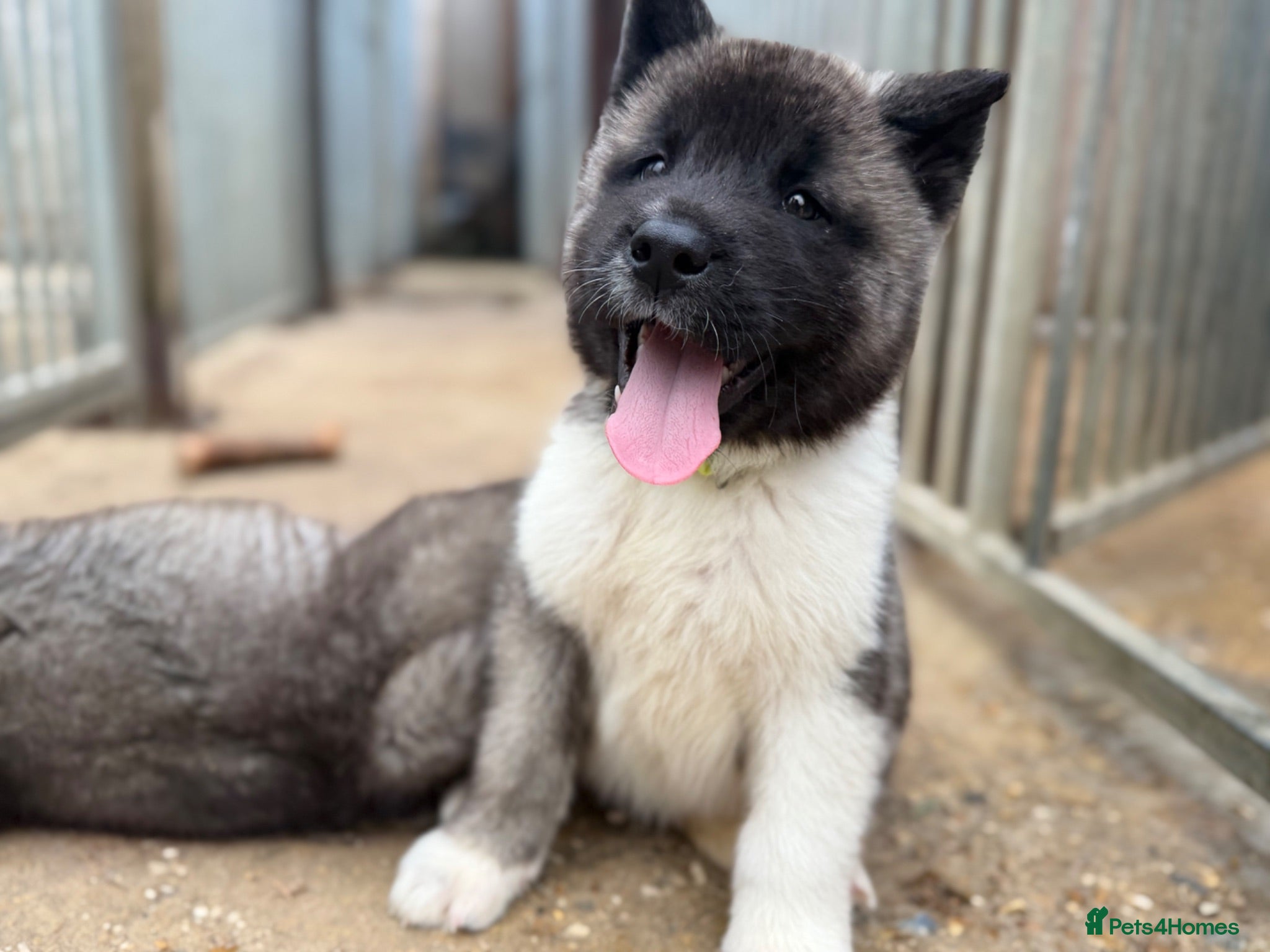 Akita dogs KC Reg American Akita puppies - Advert 1