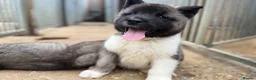 Akita dogs for sale: KC Reg American Akita puppies - Advert 9