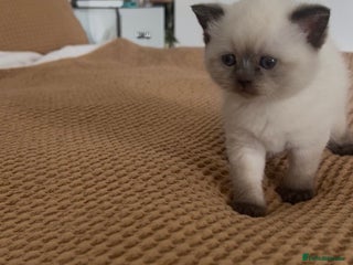 British Shorthair cats 2 Female 2 Male British Shorthaired kittens - Advert 14