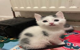 Domestic Shorthair cats for sale: Male Kitten for sale - Advert 3