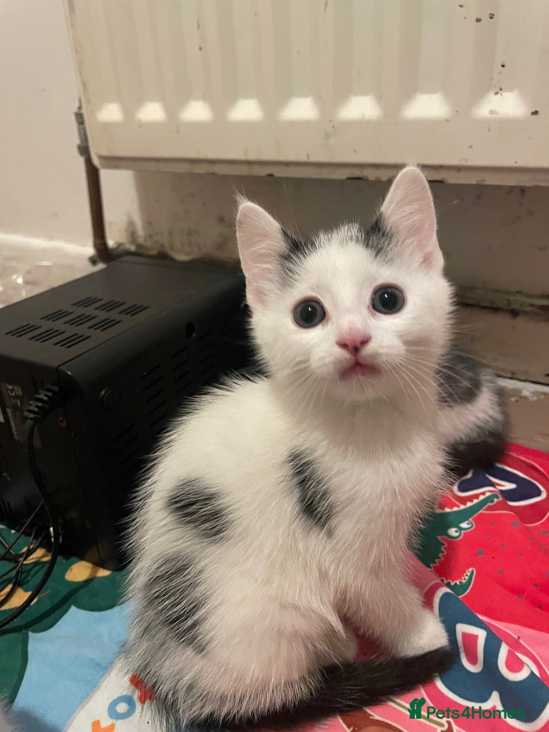 Domestic Shorthair cats for sale: Male Kitten for sale - Advert 3