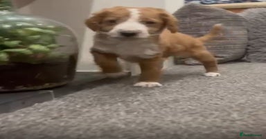 Labradoodle dogs Miniature Labradoodles  - Advert 6