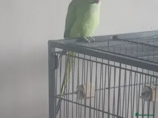 Ringnecks birds Indian ringneck - Advert 12