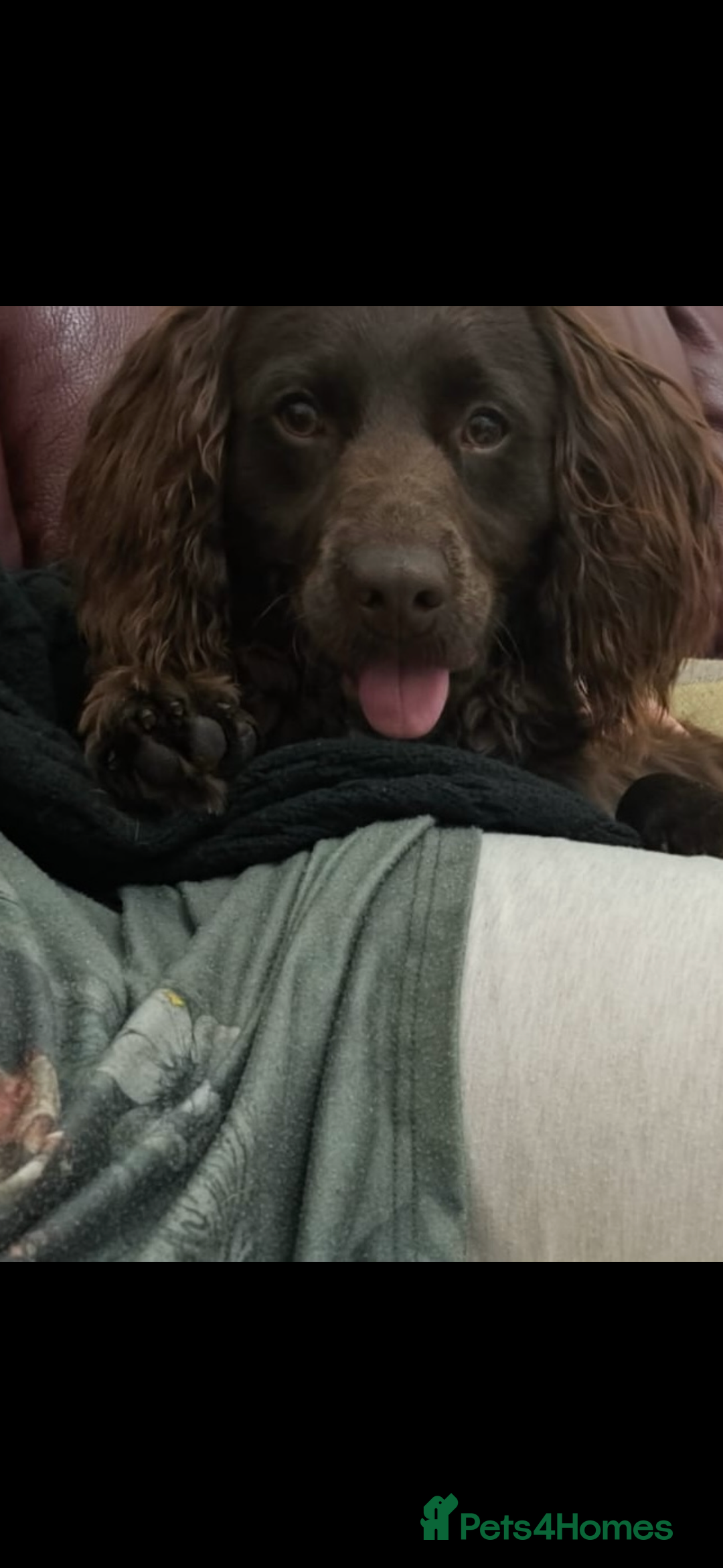 Cockapoo dogs for sale: Beautiful dog looking for a home - Image 2