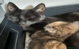 Mixed Breed cats for sale: Grey ginger and black and ginger kittens  - Image 3