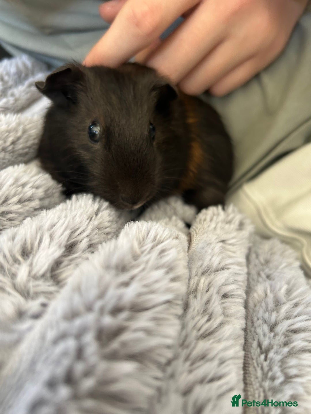 Guinea Pig rodents for sale: Male guinea pig and cage  - Image 2