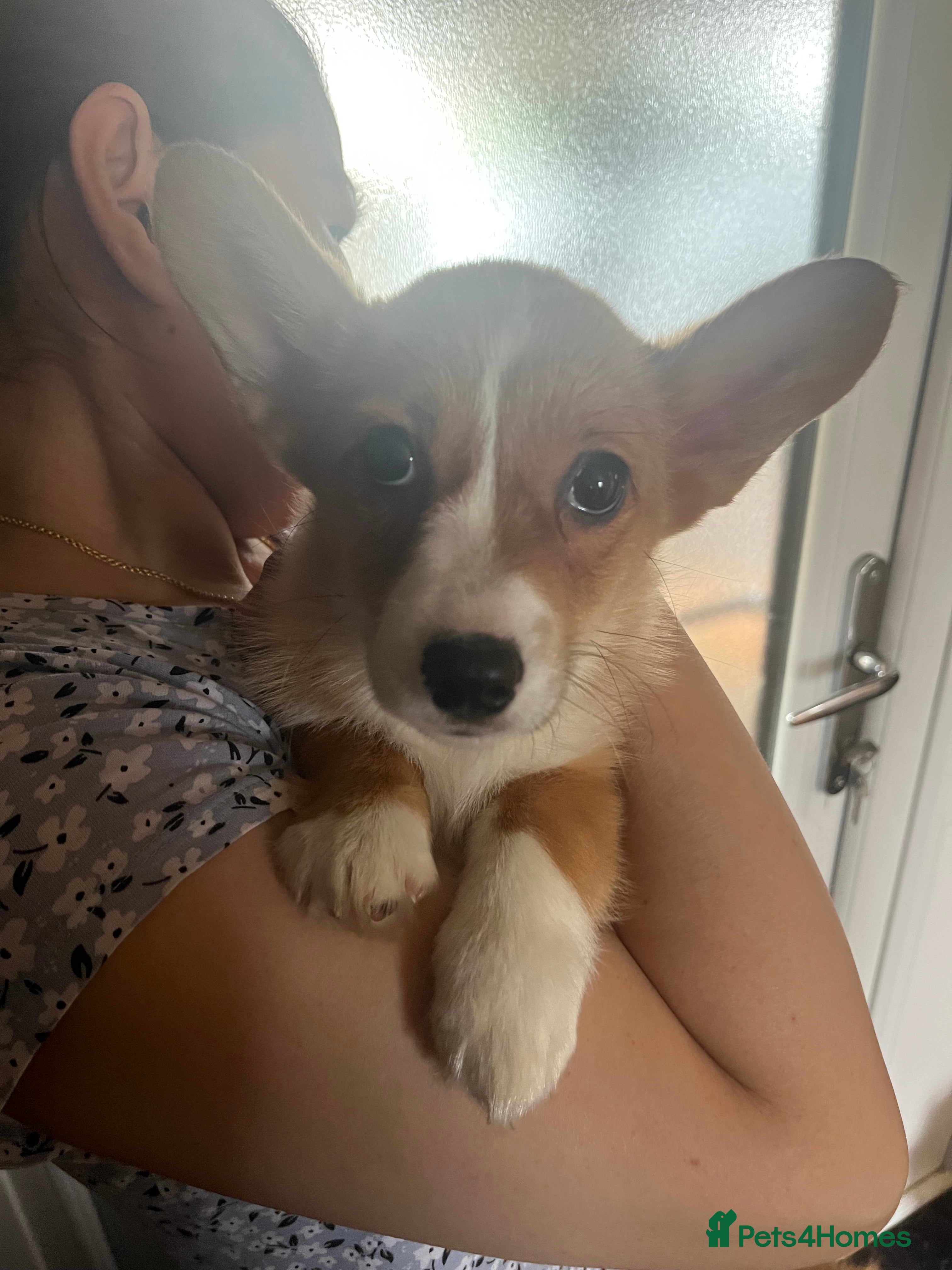 Welsh Corgi Pembroke dogs One beautiful girl looking for her forever home  - Advert 17
