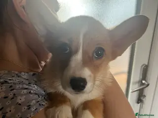 Welsh Corgi Pembroke dogs One beautiful girl looking for her forever home - Advert 17