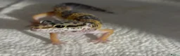 Leopard Gecko reptiles for sale: Baby Leopard Geckos with Equipment – Captive Bred - Advert 13
