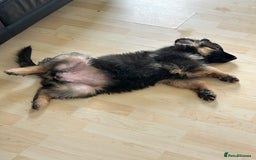 German Shepherd dogs for sale: German Shepard little girl - Advert 6