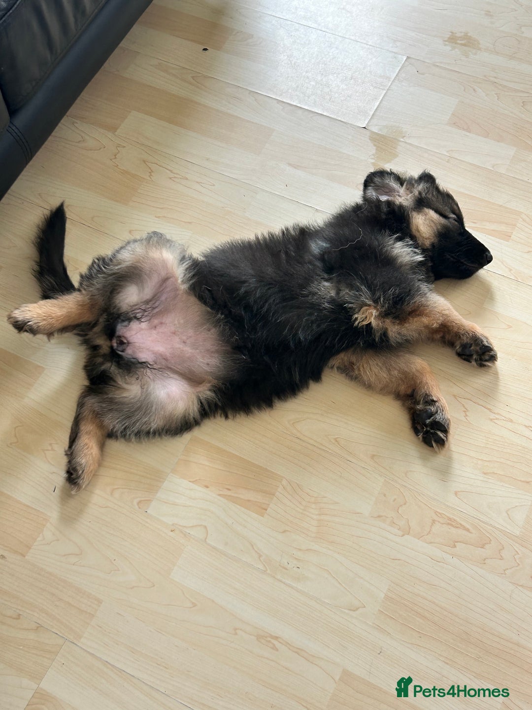 German Shepherd dogs for sale: German Shepard little girl - Advert 6
