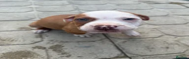 Mixed Breed 6