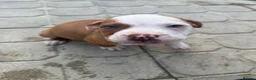 Mixed Breed dogs for sale: Old tyme American bullys - Advert 5