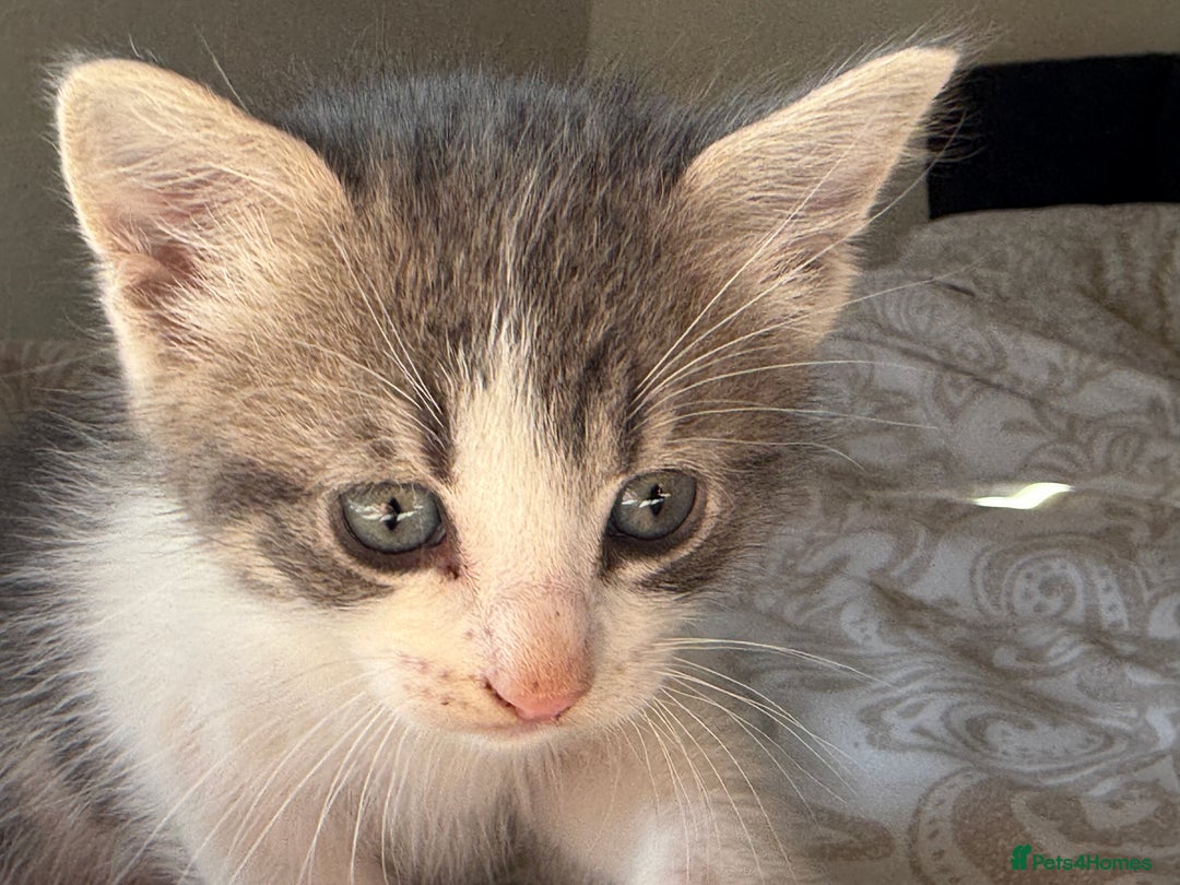 Mixed Breed cats for sale: 3 beautiful kittens available - Image 22