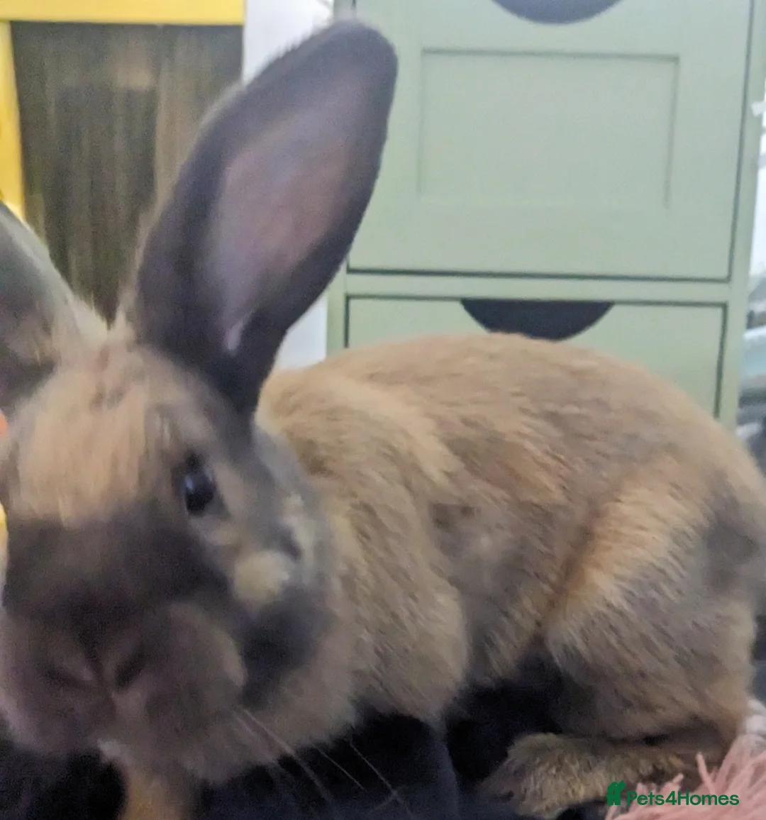 Mixed Breed rabbits for sale: Female bunnies X2 nearly 5 months - Advert 6