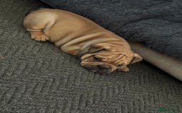 English Bulldog dogs for sale: Traditional English Bulldog Puppies  - Image 18