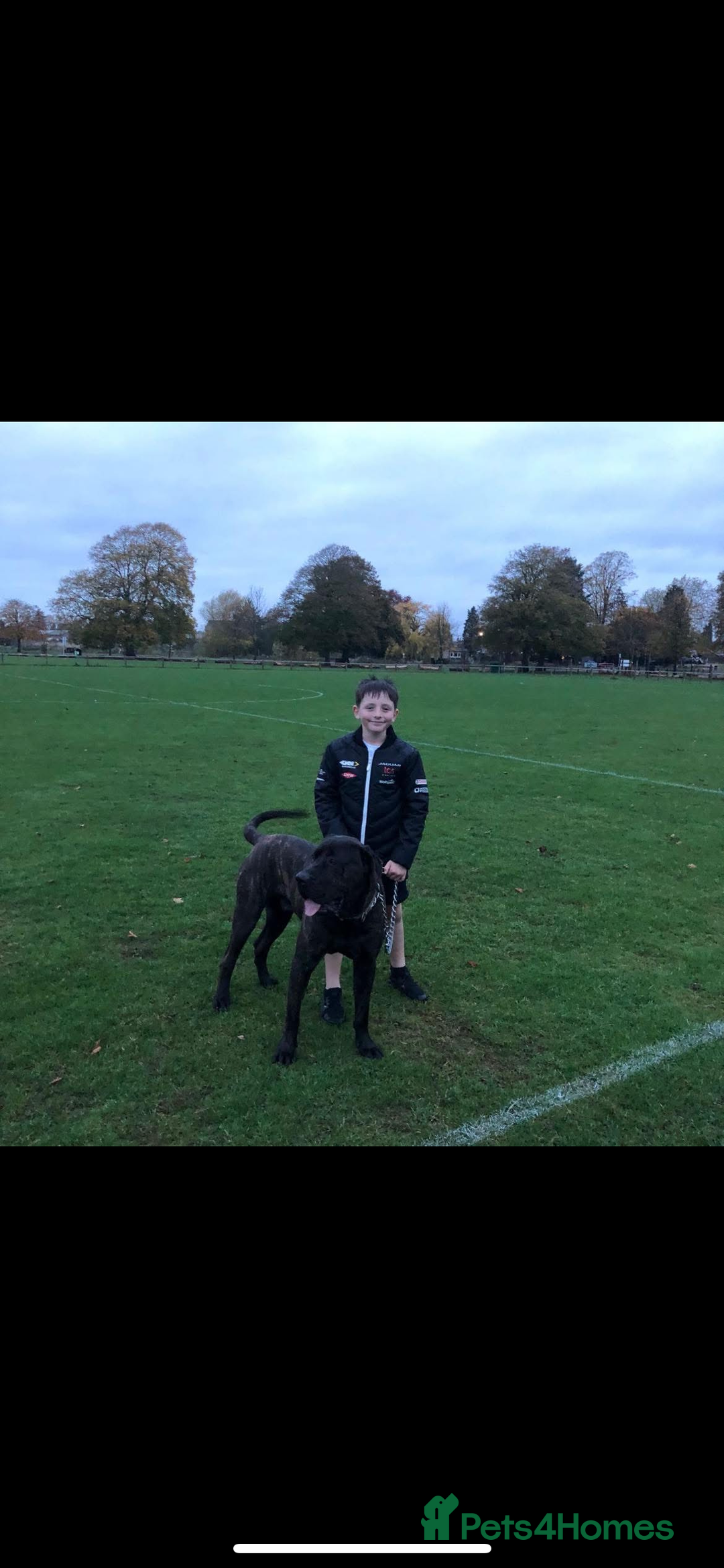 Presa Canario dogs for sale: Presa canario 4 years old  - Advert 3