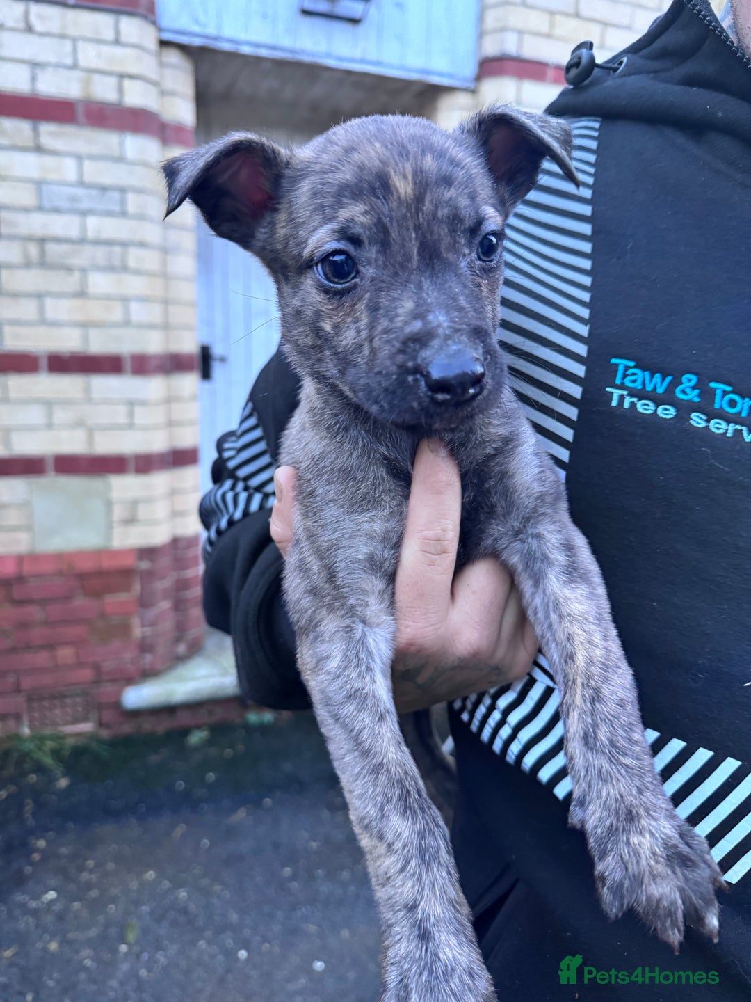 Mixed Breed dogs for sale: Beautiful litter of puppies  - Advert 8