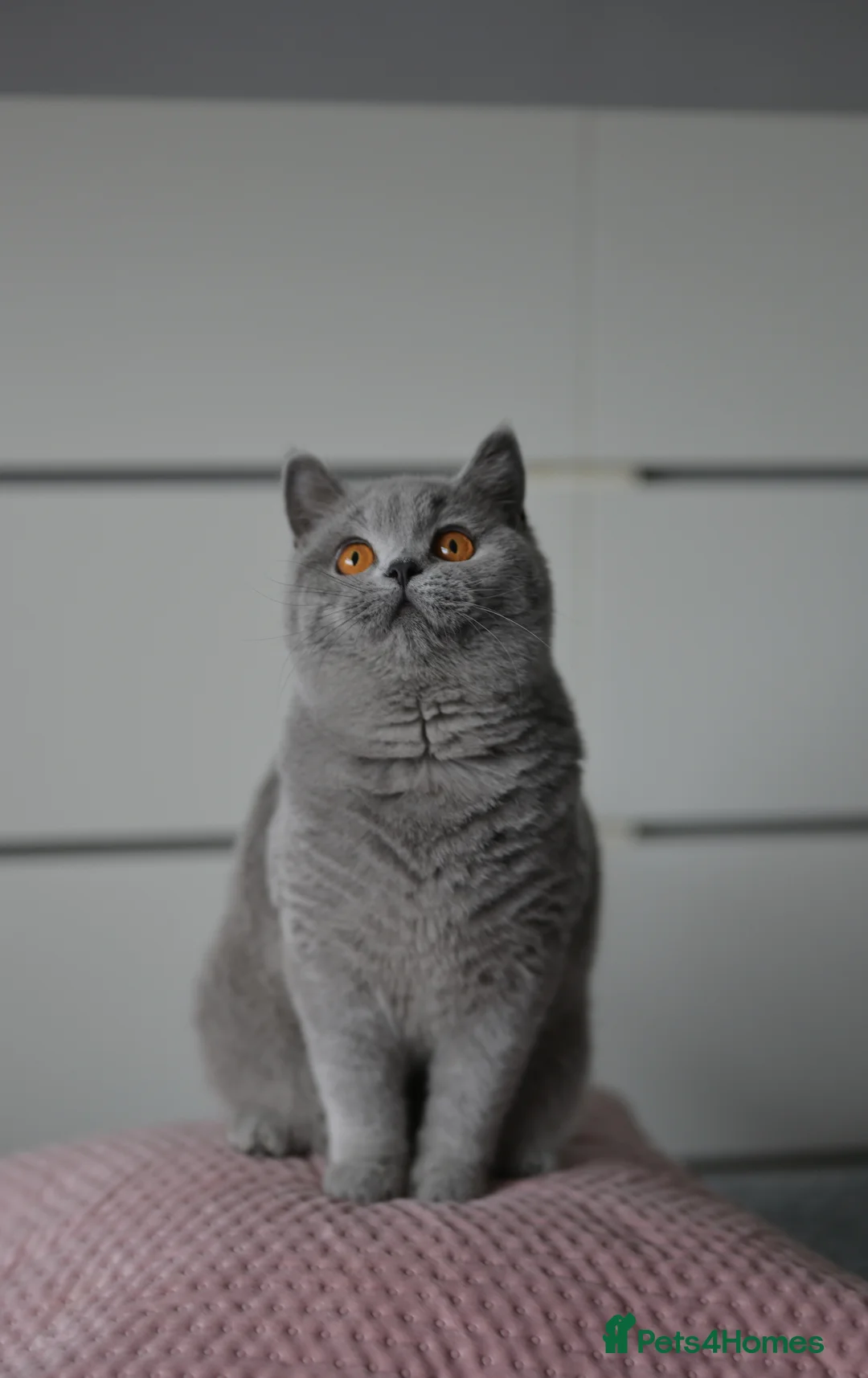 British Shorthair cats for sale: GCCF reg blue kittens ready to go from  - Advert 6