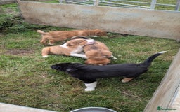 Welsh Collie dogs for sale: Welsh sheepdog puppies - Image 1