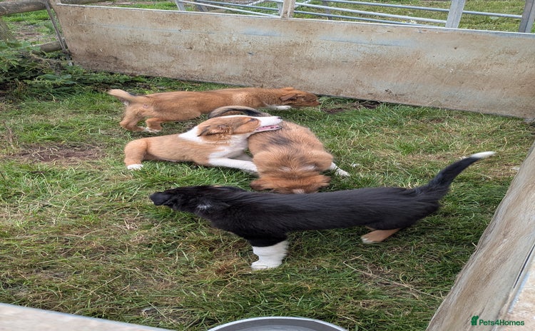 Welsh Collie dogs - Advert 1