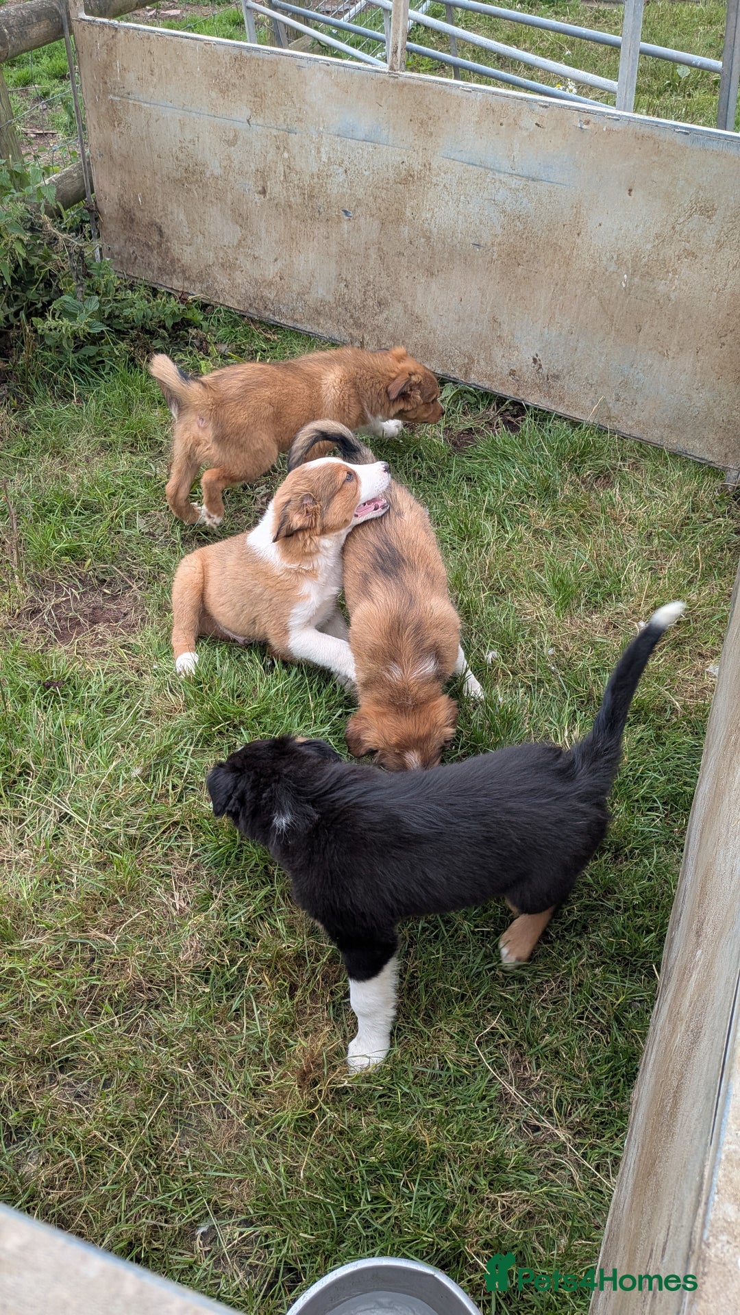 Welsh Collie dogs for sale: Welsh sheepdog puppies - Image 1