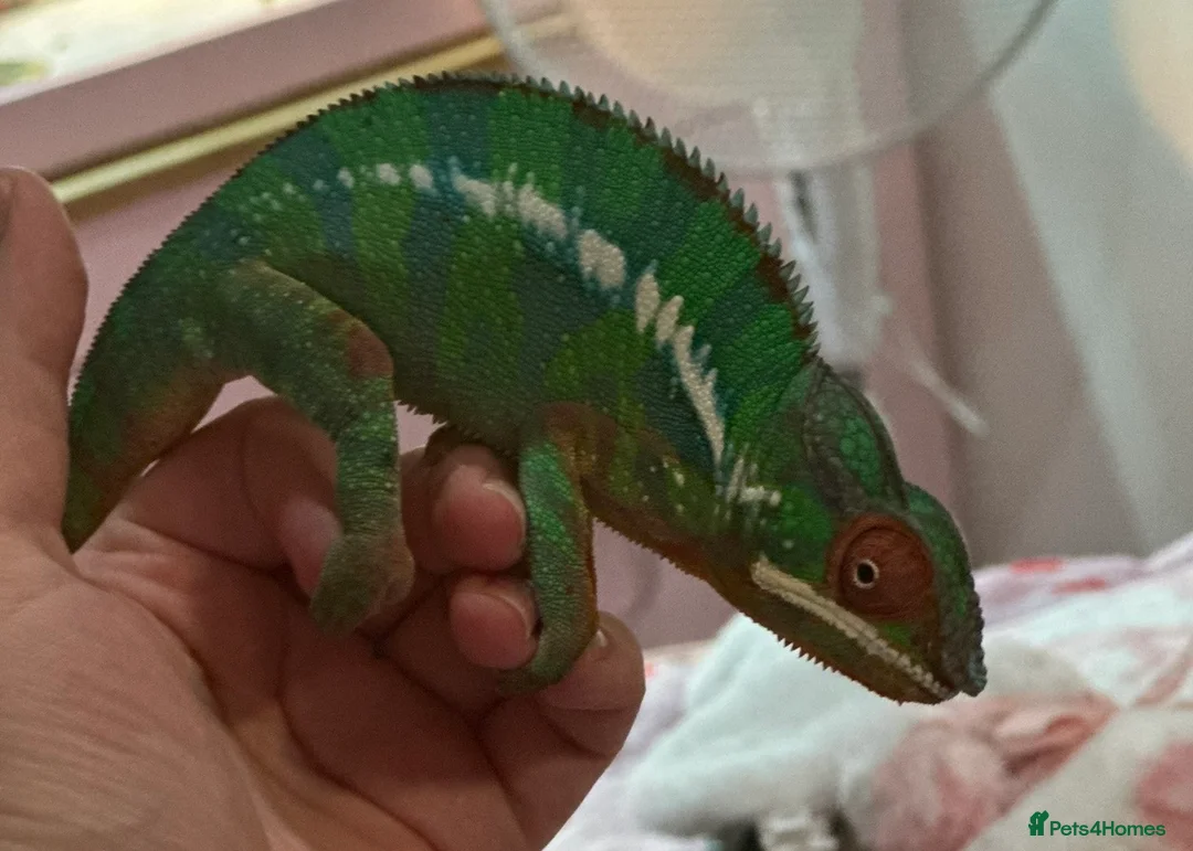 Chameleon reptiles for sale: Male Panther Chameleon With Full Setup & Stand - Advert 1