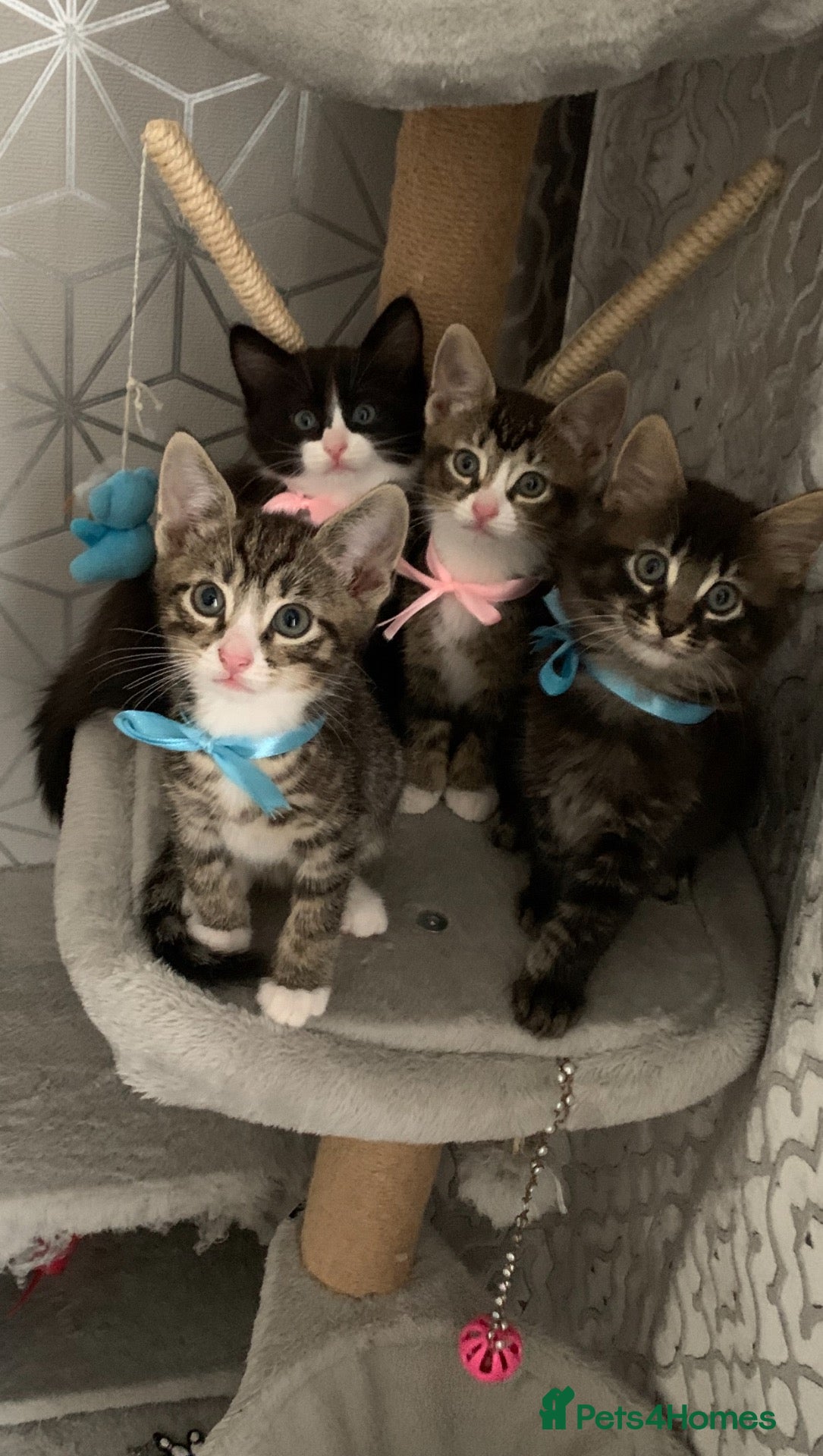 Mixed Breed cats Beautiful kittens looking for loving home - Advert 1