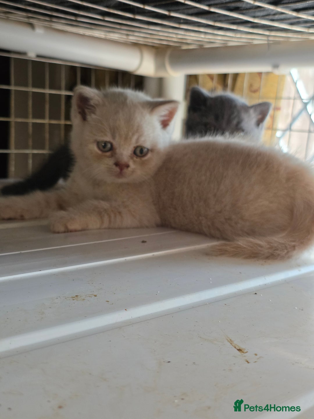 British Shorthair cats for sale: British Shorthairs Stunning Litter - Image 13