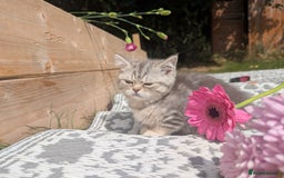 British Shorthair cats for sale: GORGEOUS BRITISH SHORTHAIR KITTENS – BLUE-SPOTTED - Image 12