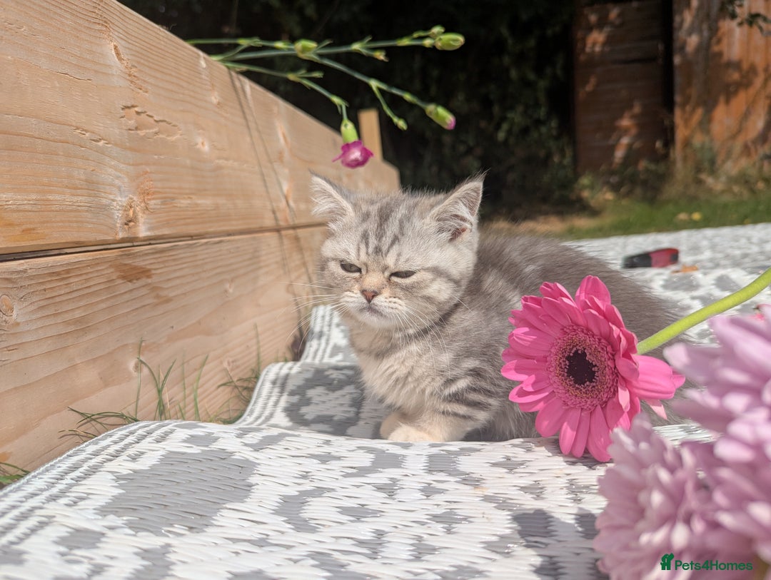 British Shorthair cats for sale: GORGEOUS BRITISH SHORTHAIR KITTENS – BLUE-SPOTTED - Image 12