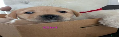 Labrador Retriever 4