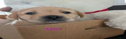 Labrador Retriever dogs for sale: Up-still  labrador retriever - Advert 2