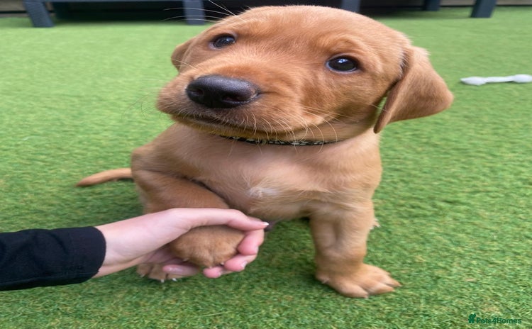 Labrador Retriever dogs - Advert 16