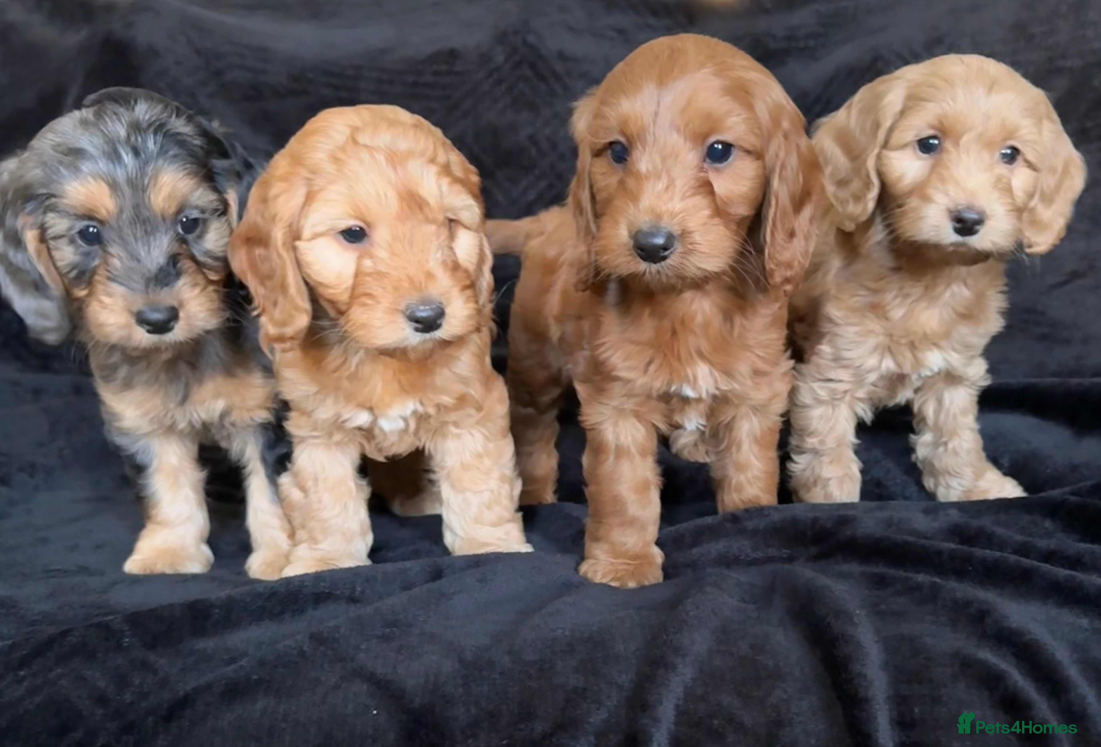 Cockapoo dogs Ready now F1 cockapoo puppies  - Advert 11