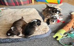 Cocker Spaniel dogs for sale: Beautiful sable puppies - Image 16