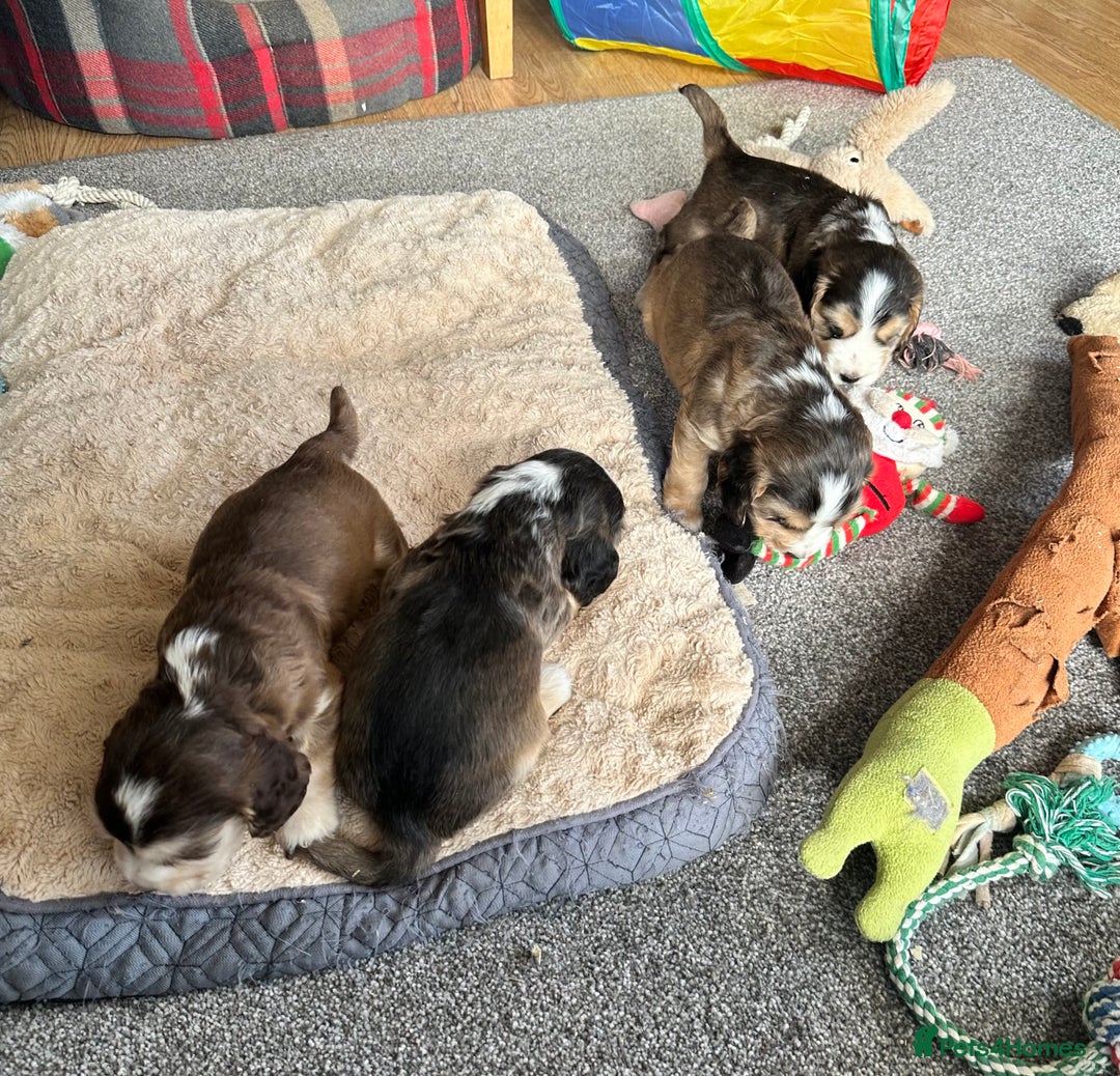 Cocker Spaniel dogs for sale: Beautiful sable puppies - Image 16