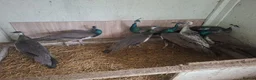 Peafowl poultry for sale: Male Peacocks - Hatched 2024 & 2025 - Advert 2