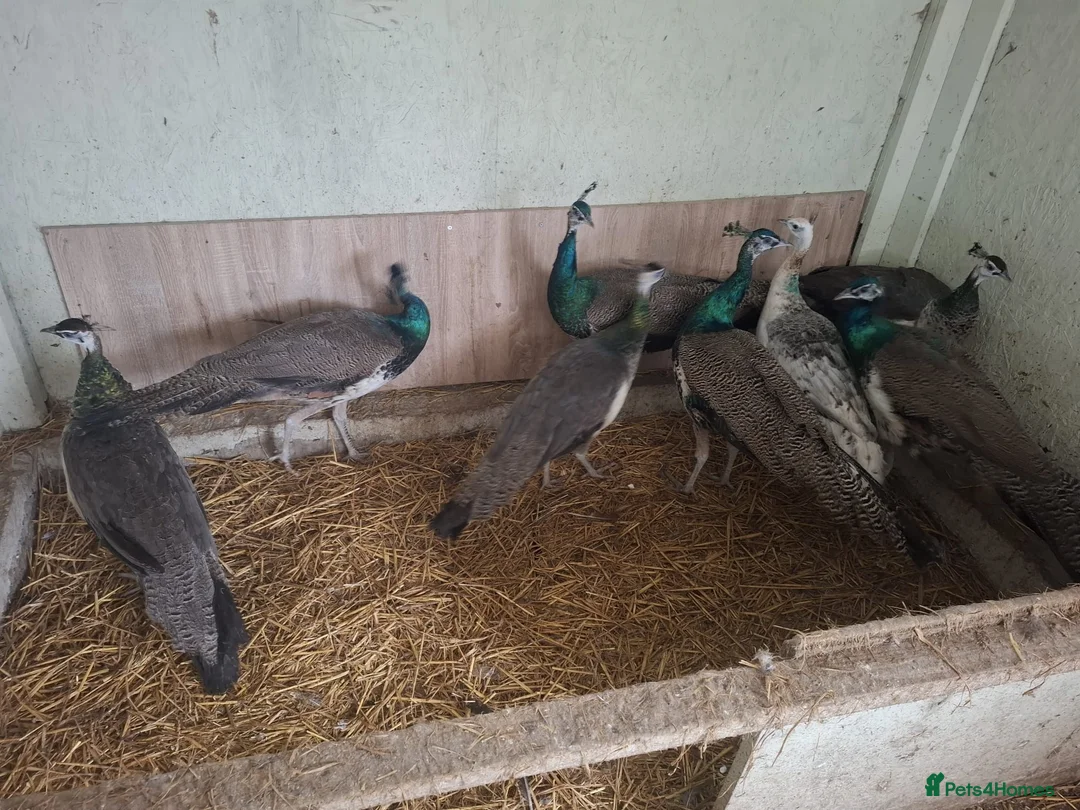 Peafowl poultry for sale: Male Peacocks - Hatched 2024 & 2025 - Advert 2