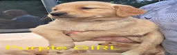 Golden Retriever dogs for sale: Extensively Health Tested Kc Reg Pups in Doncaster - Advert 10