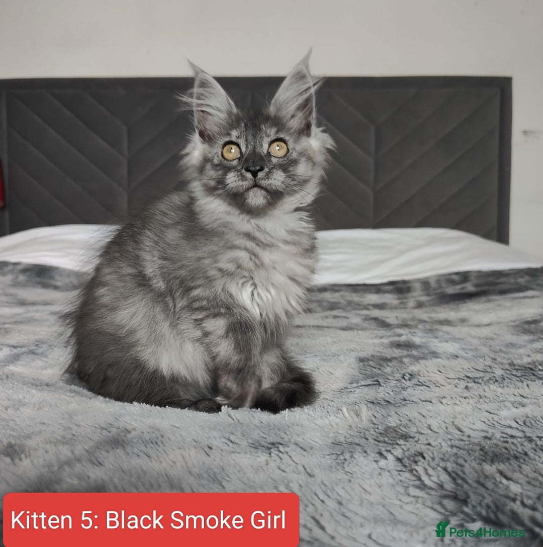 Maine Coon cats for sale: European Maine coon Kittens - Image 18