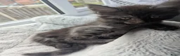 Maine Coon cats for sale: Exceptional Maine Coon Kittens for Loving Homes - Advert 24