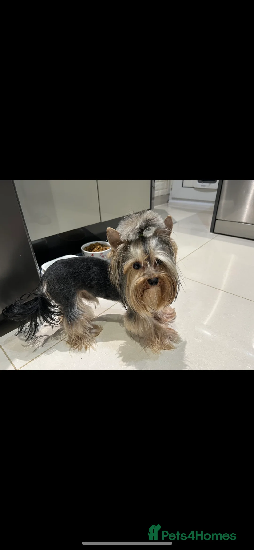 Yorkshire Terrier dogs for stud: The small stud dog 2kg in Romford - Advert 7