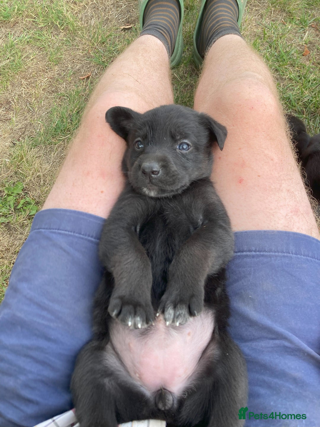 Borador dogs for sale: Beautiful Collie x Labrador Puppies - Image 7