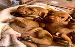 Hungarian Vizsla dogs for sale: Hungarian viszla puppies  - Image 6