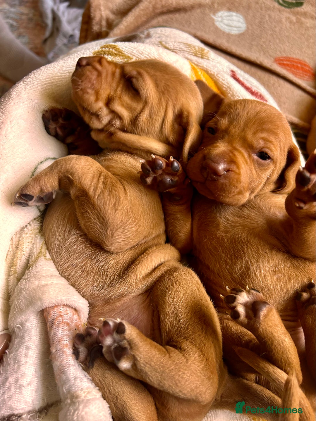 Hungarian Vizsla dogs for sale: Hungarian viszla puppies  - Image 6
