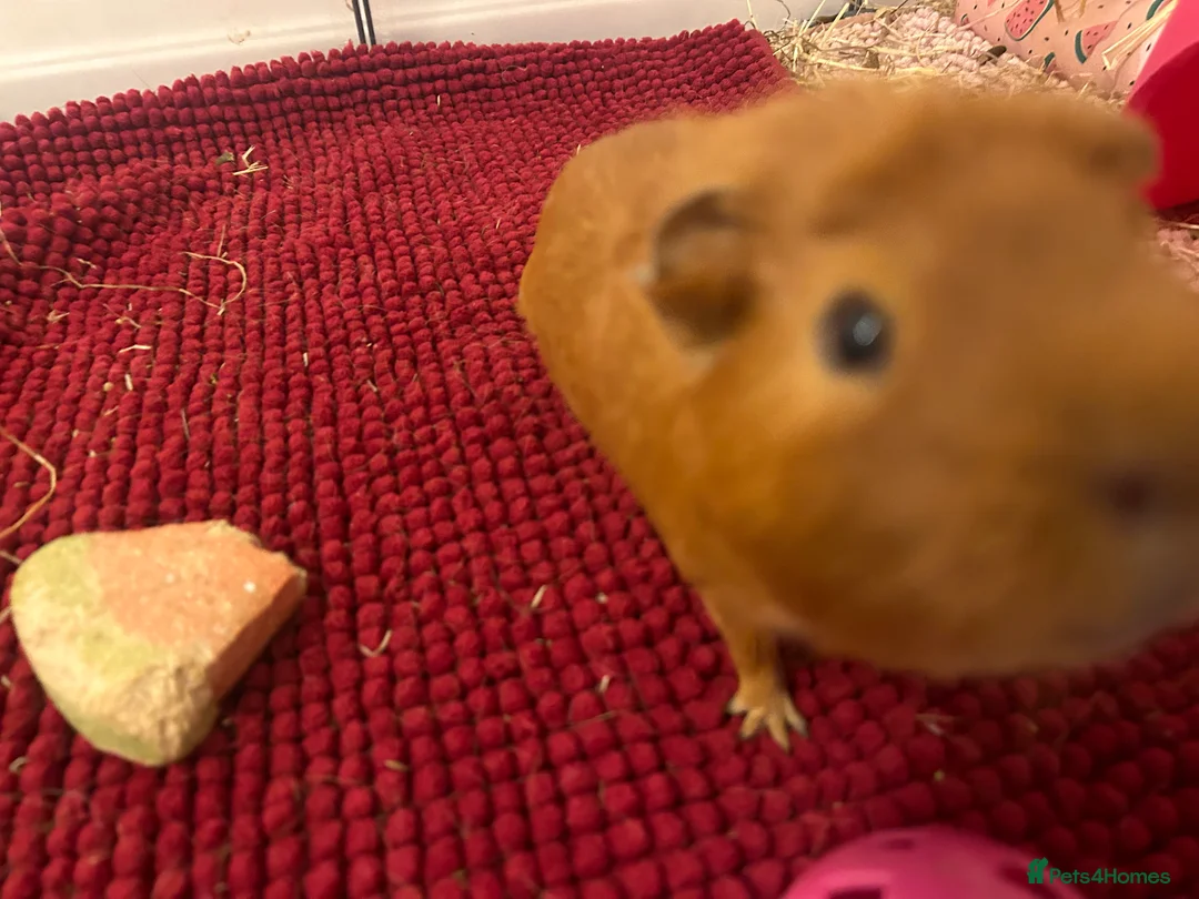 Guinea Pig rodents for sale: 2 Male Guinea Pigs - Advert 5