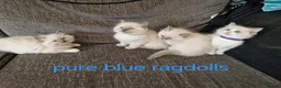 Ragdoll cats for sale: PURE BLUE RAGDOLL KITTENS - Advert 2